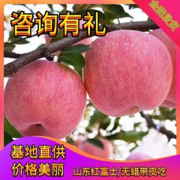 山东【红富士】苹果产地批发红富士苹果自家货源质量保