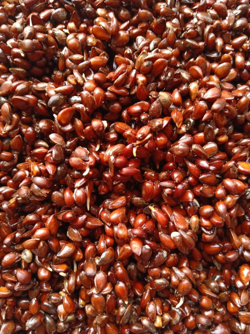 海棠种子发芽甜茶种子嫁接苹果种子籽粒饱满出苗率高