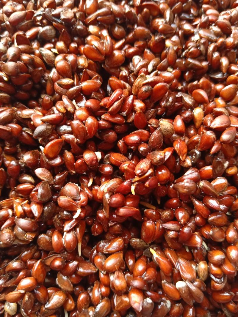 海棠种子发芽甜茶种子嫁接苹果种子籽粒饱满出苗率高