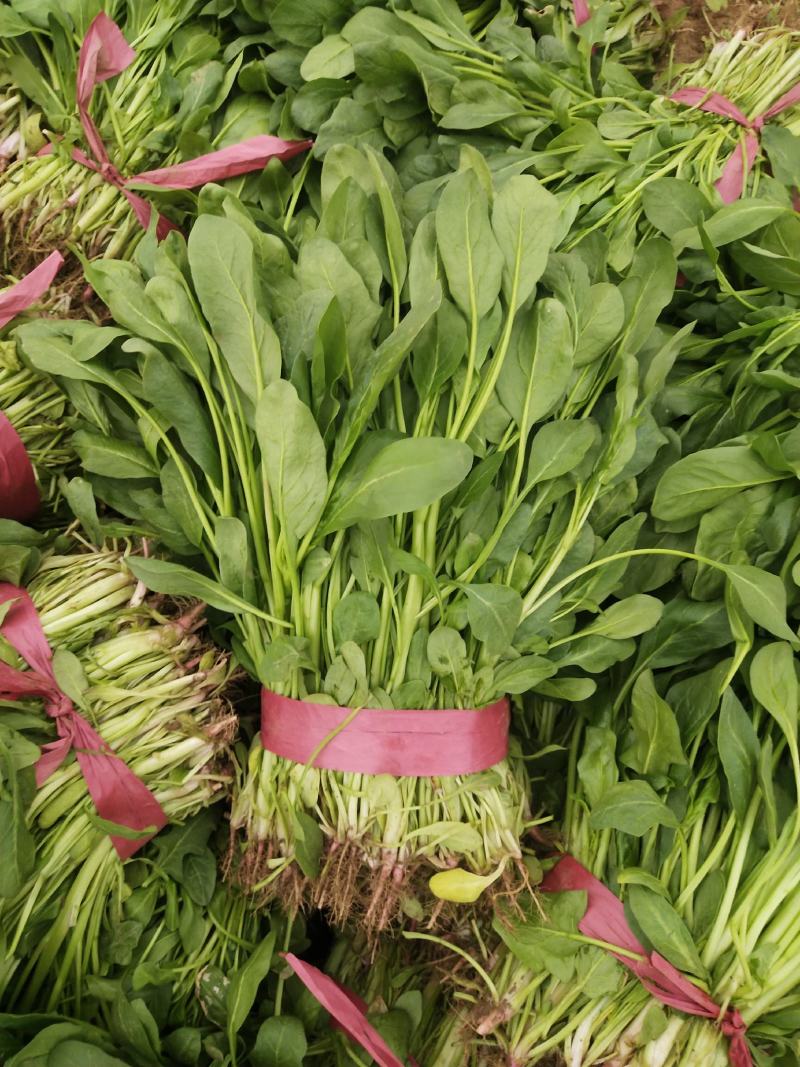 小叶菠菜大量上市，欢迎下单