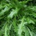蒲公英种子新货提供种植技术质量有保证一件代发可零售