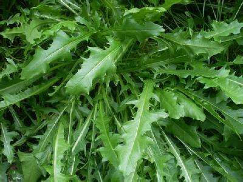蒲公英种子新货提供种植技术质量有保证一件代发可零售