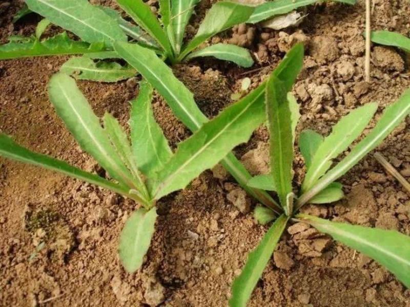 蒲公英籽新货提供种植技术质量有保证一件代发