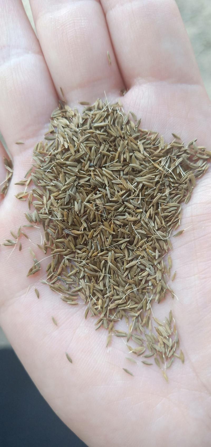 蒲公英籽新货提供种植技术质量有保证一件代发