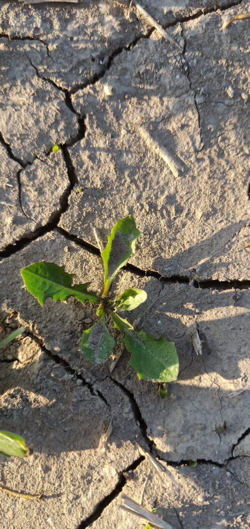 蒲公英种子新货提供种植技术质量有保证一件代发可零售