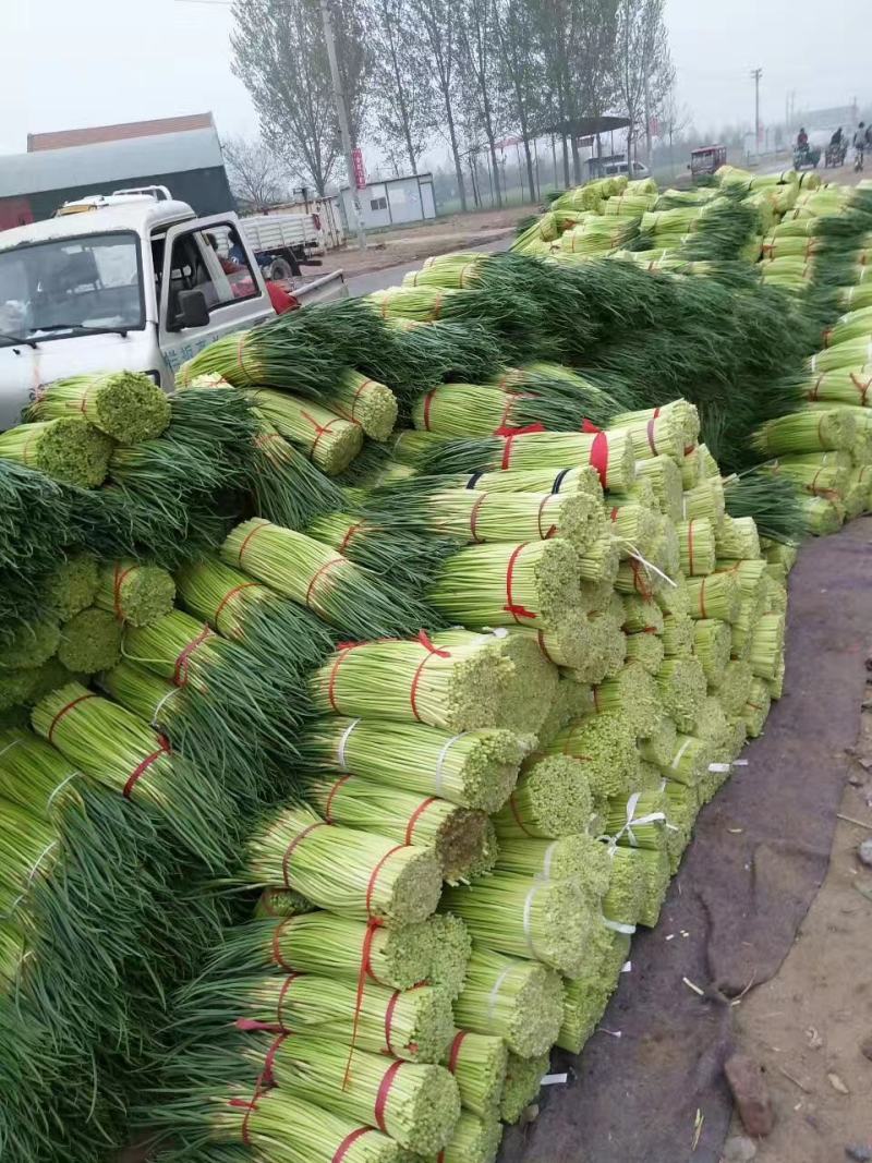 【精品红帽蒜苔】，蒜苔，基地直发大量上市欢迎联系
