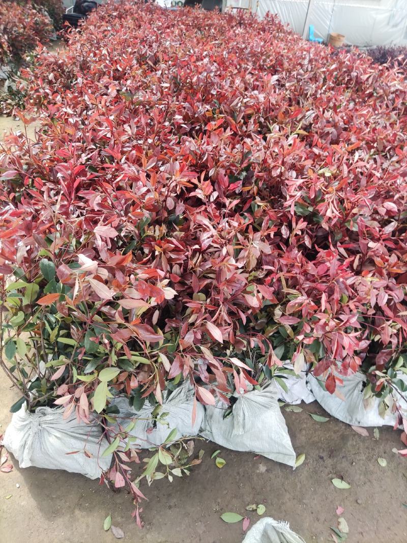 江苏红叶石楠大小杯苗，红叶石楠工程苗装车批发价格