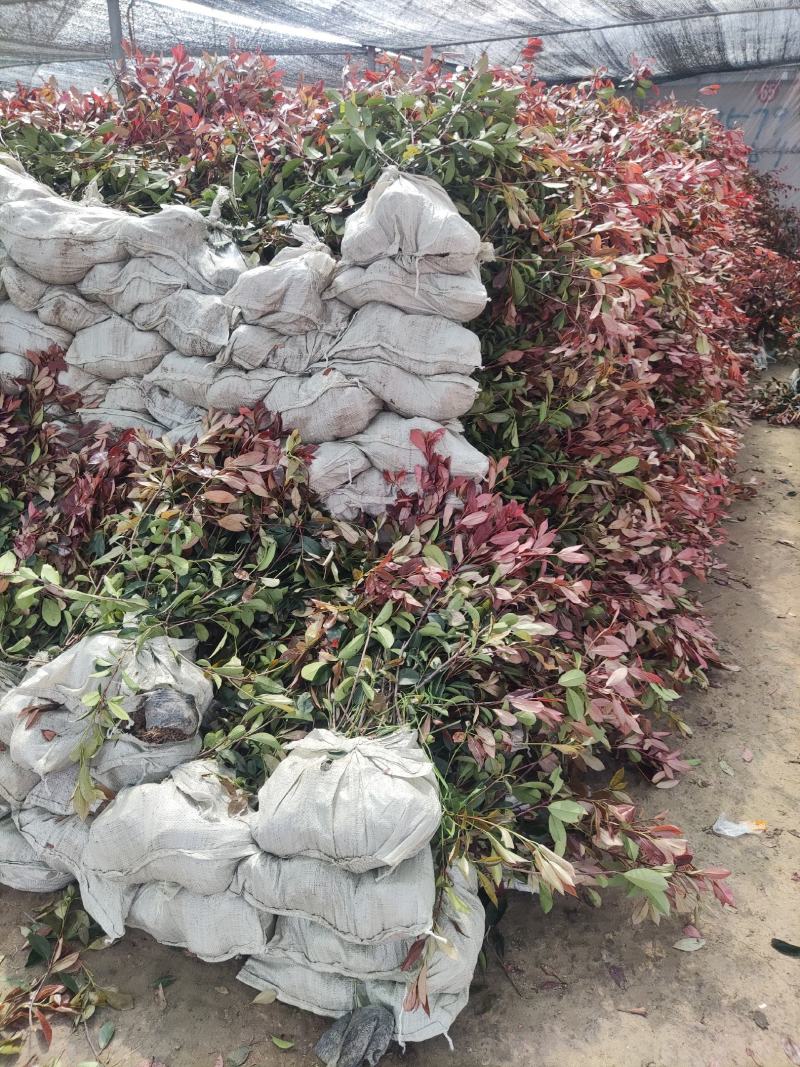 江苏红叶石楠大小杯苗，红叶石楠工程苗装车批发价格