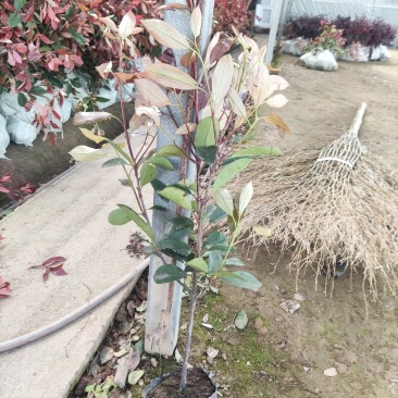 江苏红叶石楠大小杯苗，红叶石楠工程苗装车批发价格