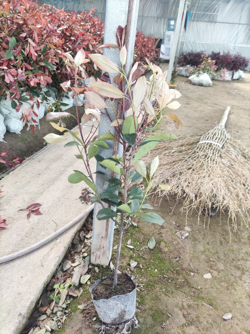 江苏红叶石楠大小杯苗，红叶石楠工程苗装车批发价格