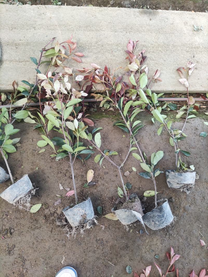 江苏红叶石楠大小杯苗，红叶石楠工程苗装车批发价格