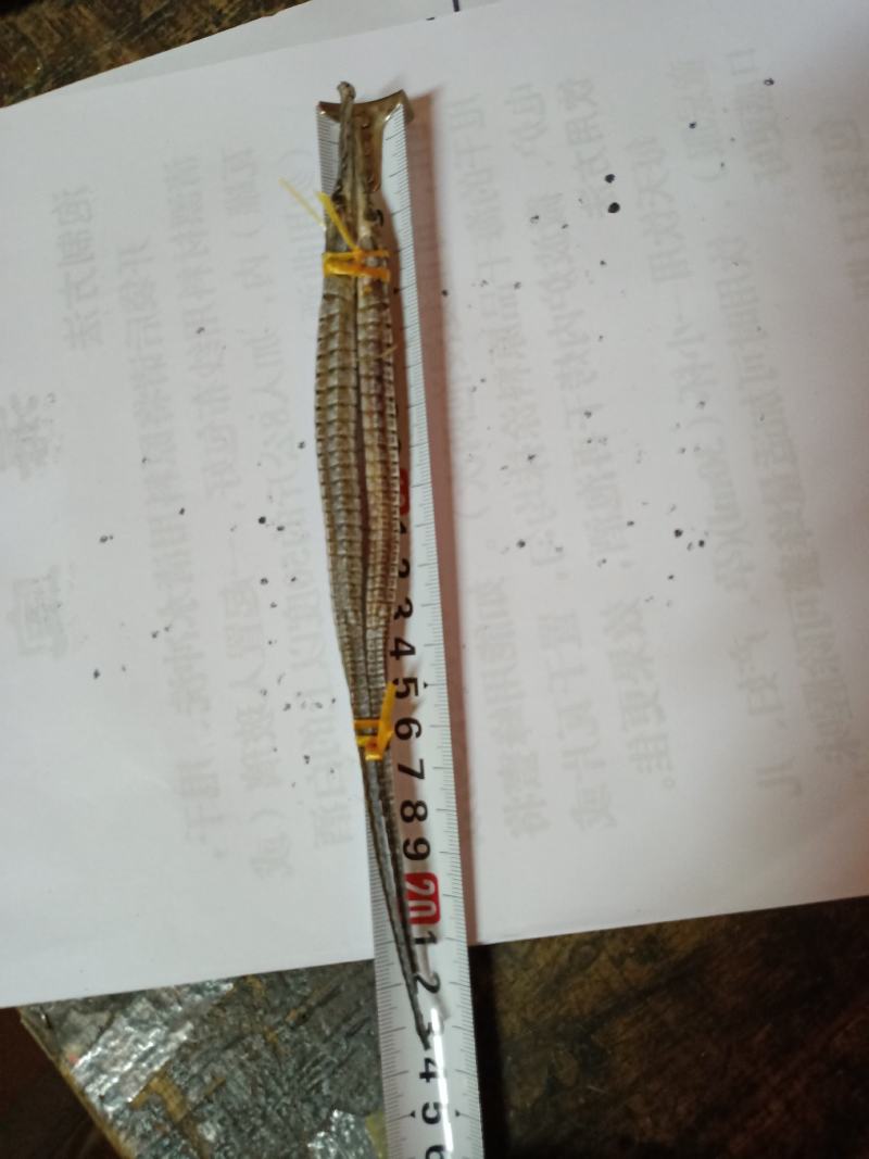 实图拍摄六角大海龙（300头），可泡酒，可炖汤。