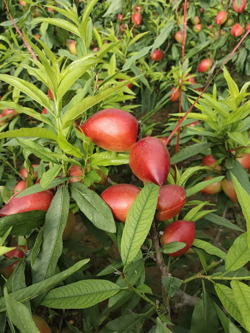 冠县中油5号油桃，支持电商发货，价格合理，诚信为本
