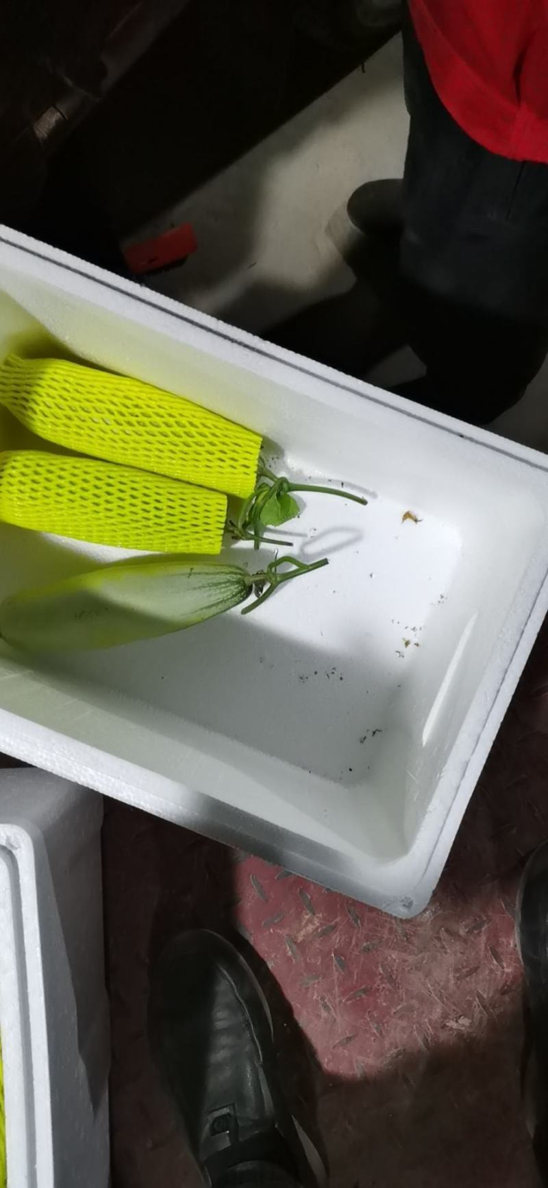 山东省聊城市莘县(博洋蜜瓜61甜瓜)大量上市