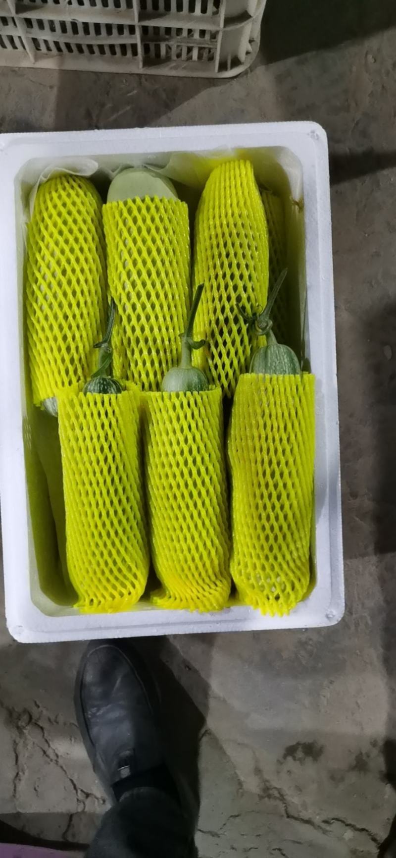 山东省聊城市莘县(博洋蜜瓜61甜瓜)大量上市