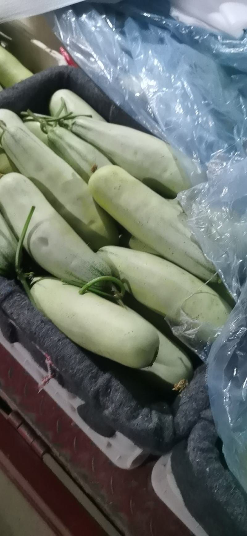 山东省聊城市莘县(博洋蜜瓜61甜瓜)大量上市