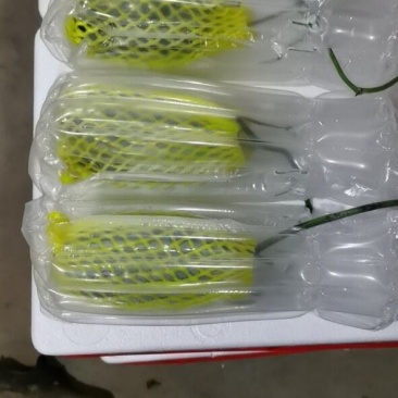 山东省聊城市莘县(博洋蜜瓜61甜瓜)大量上市