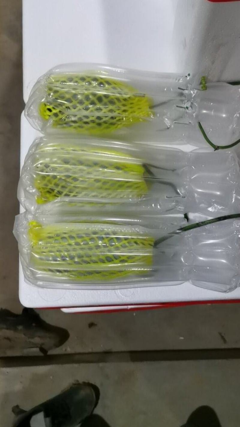 山东省聊城市莘县(博洋蜜瓜61甜瓜)大量上市