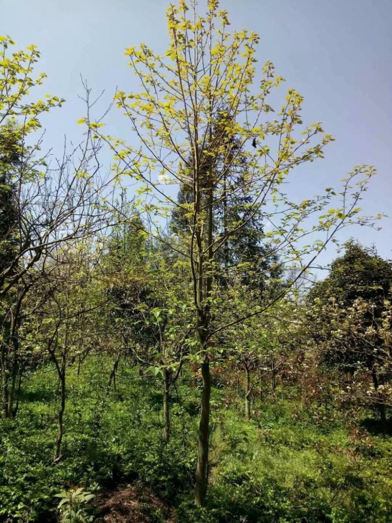 【基地】珙桐树苗是一种落叶乔木珙桐树苗大树鸽子树苗