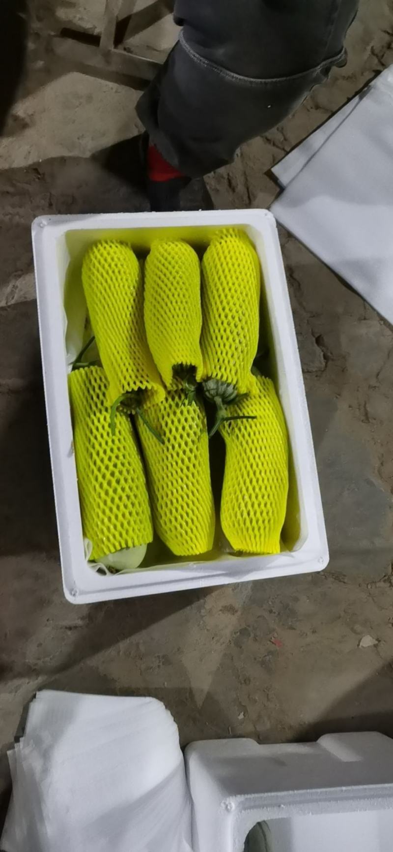 山东省聊城市莘县(博洋蜜瓜61甜瓜)大量上市