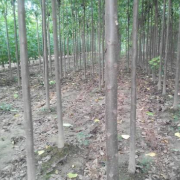 楸树大型楸树种植基地直供清地处理5-10公分楸树