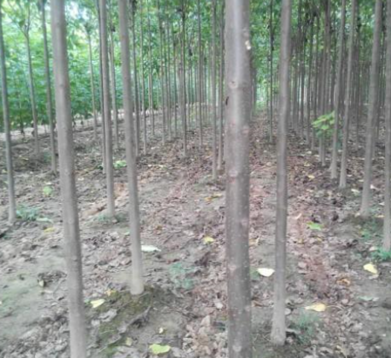 楸树大型楸树种植基地直供清地处理5-10公分楸树