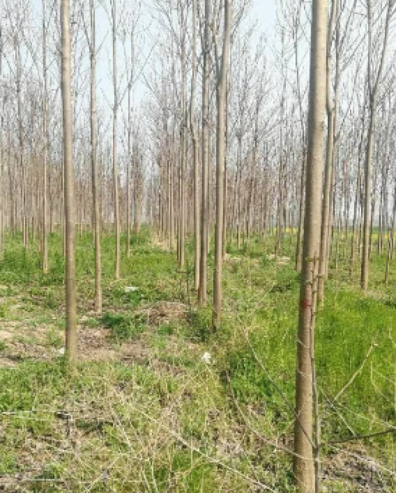 楸树大型楸树种植基地直供清地处理5-10公分楸树