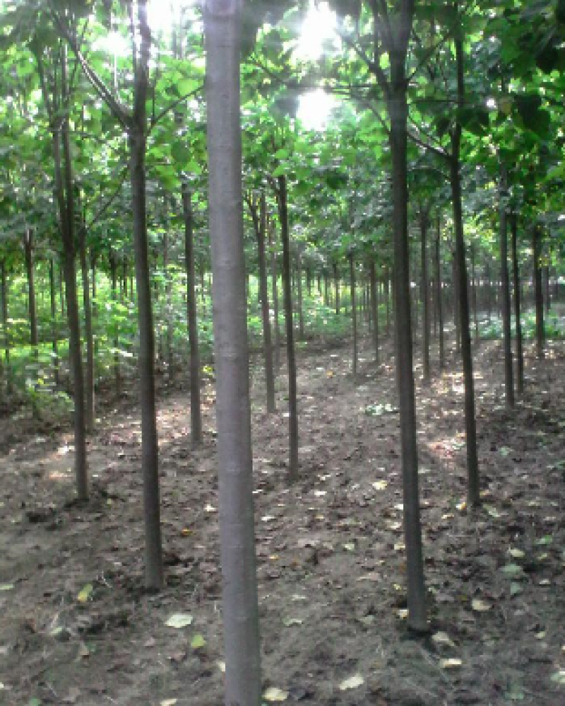 楸树大型楸树种植基地直供清地处理5-10公分楸树