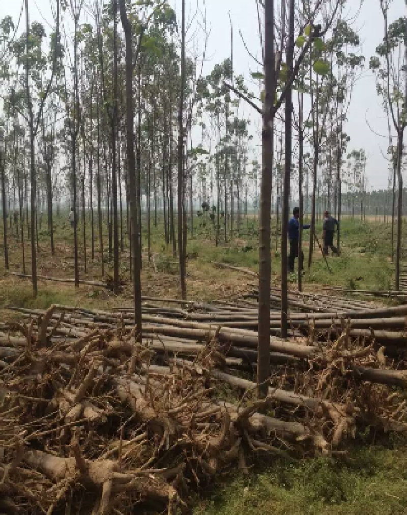 楸树大型楸树种植基地直供清地处理5-10公分楸树