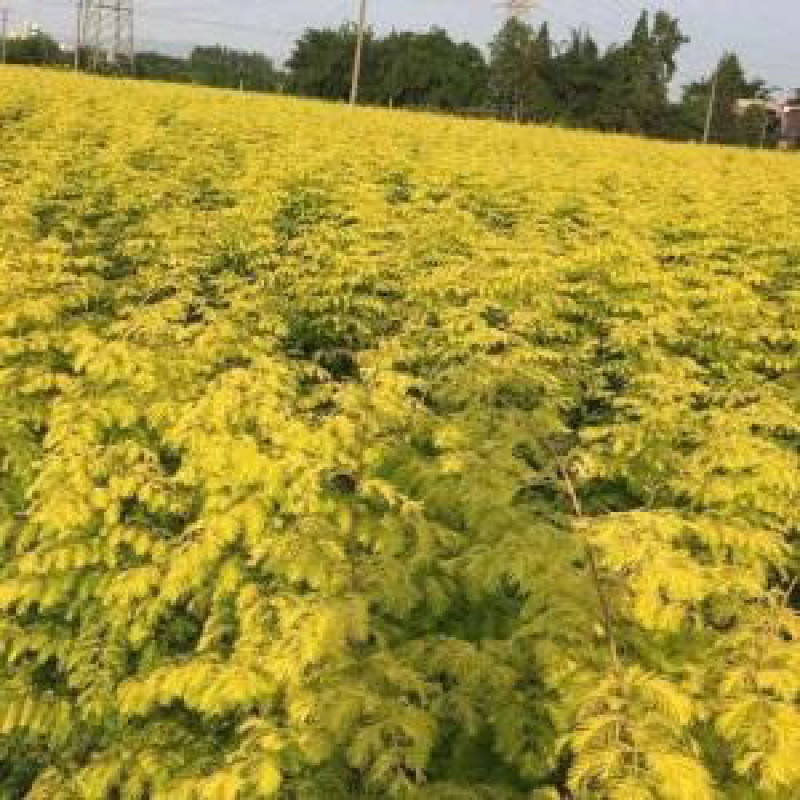 金叶水杉【基地直供】金叶水杉，黄金杉，现货直发欢迎咨询