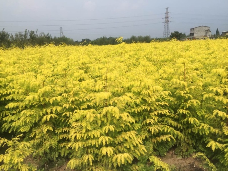 金叶水杉【基地直供】金叶水杉，黄金杉，现货直发欢迎咨询