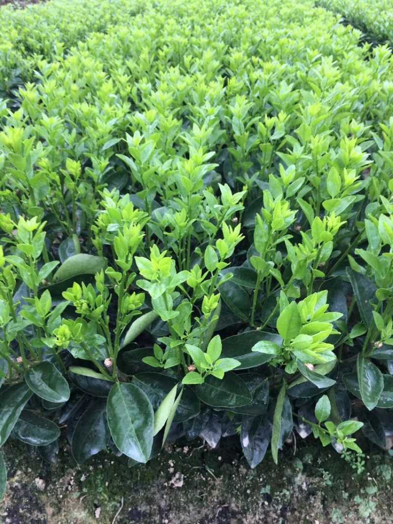 正宗茂谷柑苗明年结果