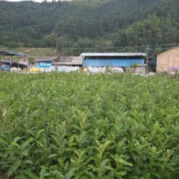 农大一号，嫁接板栗苗，嫁接大果板栗苗