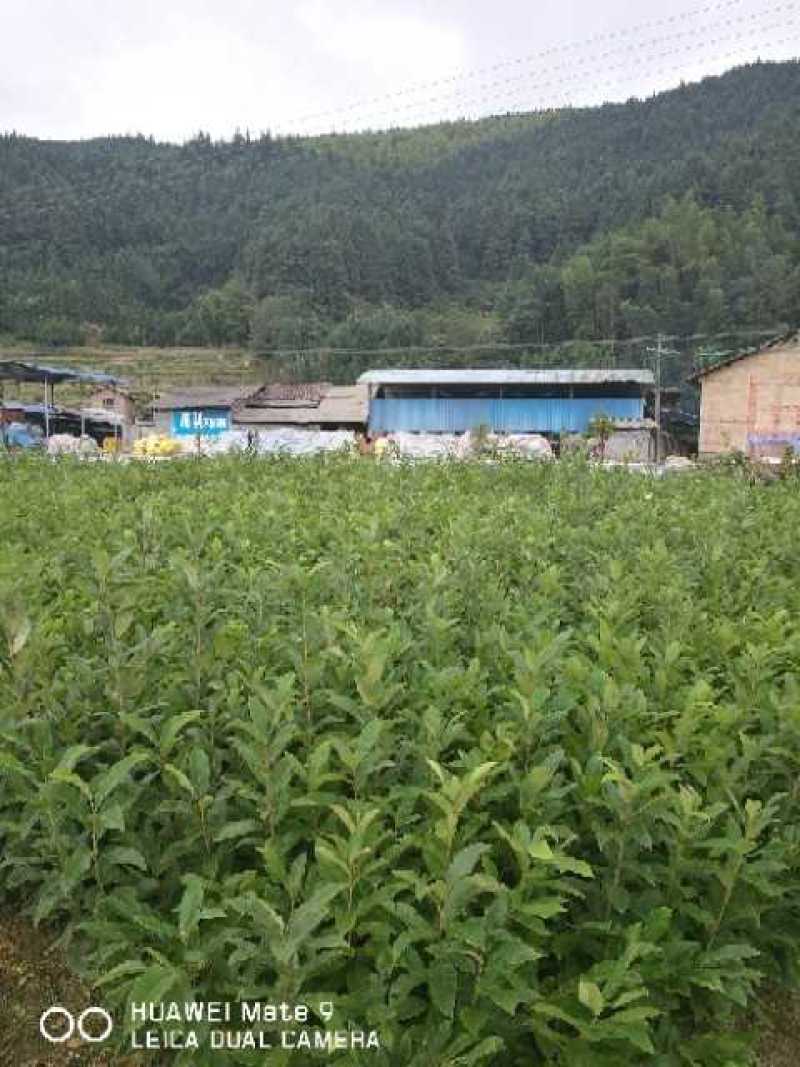 农大一号，嫁接板栗苗，嫁接大果板栗苗