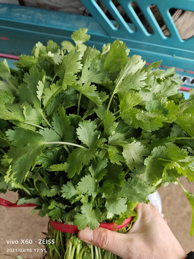 大叶香菜，天天有货，支持精包装