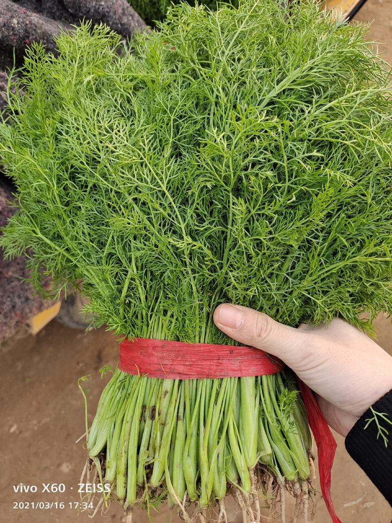 大叶香菜，天天有货，支持精包装