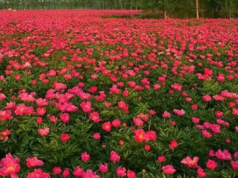 安徽亳州赤芍赤芍苗白芍芽，出售种植回收技术指导全面服务。