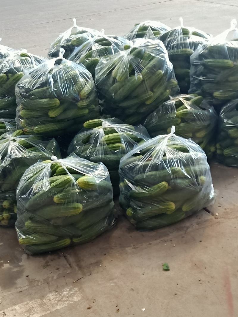四川精品燕白小黄瓜大量上市