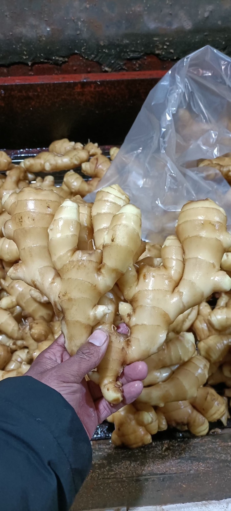 【沂水生姜】优质生姜各种规格大量现货量大从优