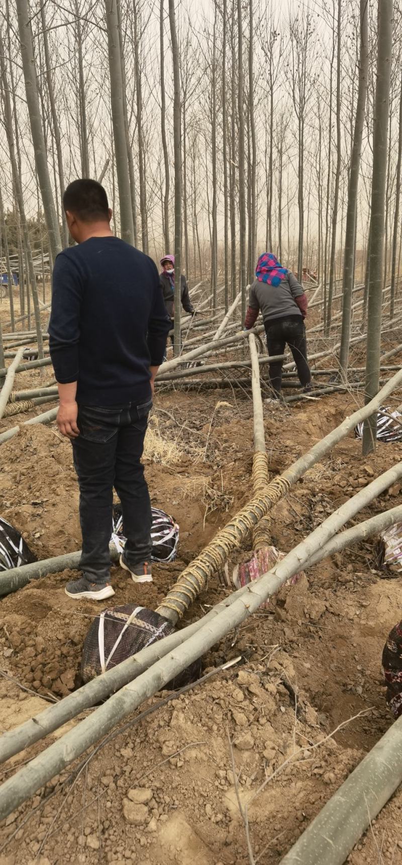 甘肃会宁8公分河北杨50土球