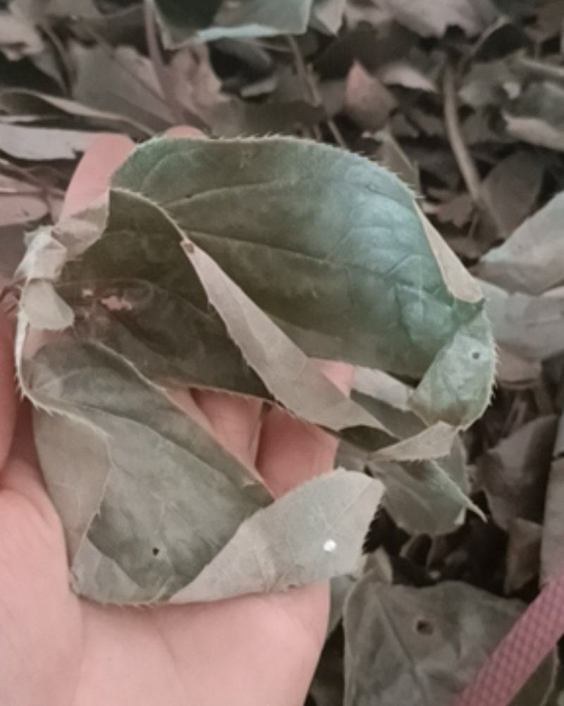 淫羊藿四川产地直营新货上市大货批发。量大从优。