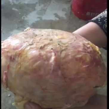 自己养的鹅，杀出来一个鹅宝，