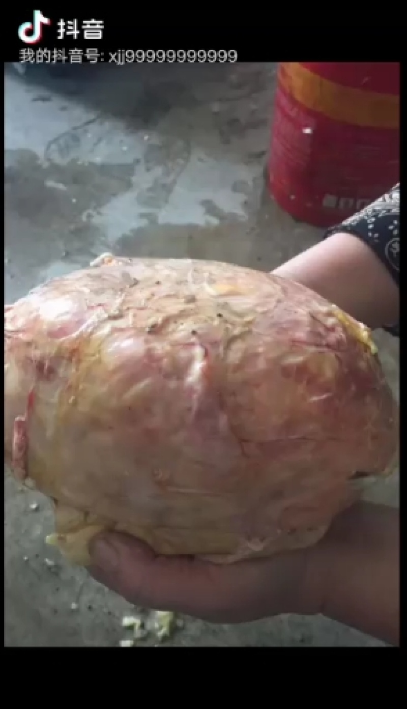 自己养的鹅，杀出来一个鹅宝，
