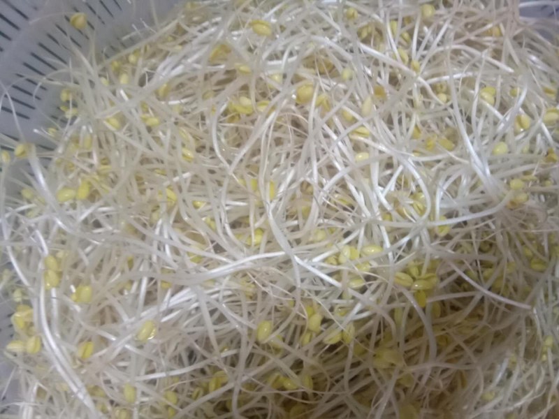 豆芽，常年黄豆芽批发批发豆芽