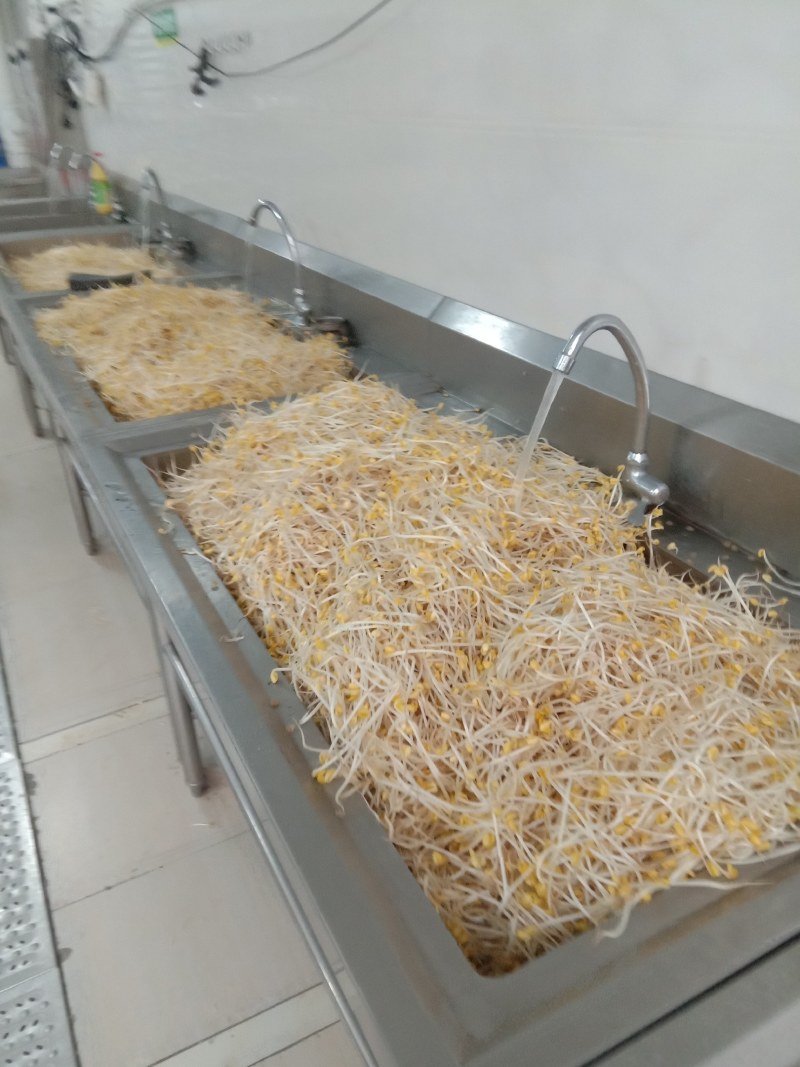 豆芽，常年黄豆芽批发批发豆芽