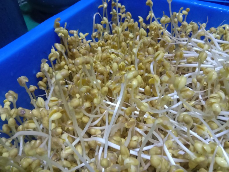 豆芽，常年黄豆芽批发批发豆芽