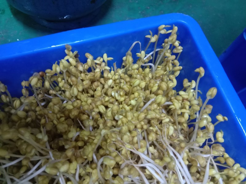 豆芽，常年黄豆芽批发批发豆芽