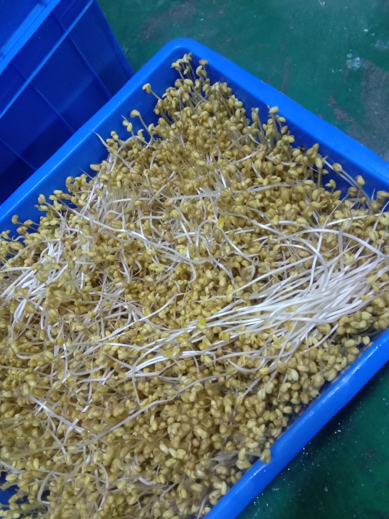 豆芽，常年黄豆芽批发批发豆芽