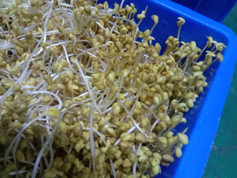 豆芽，常年黄豆芽批发批发豆芽