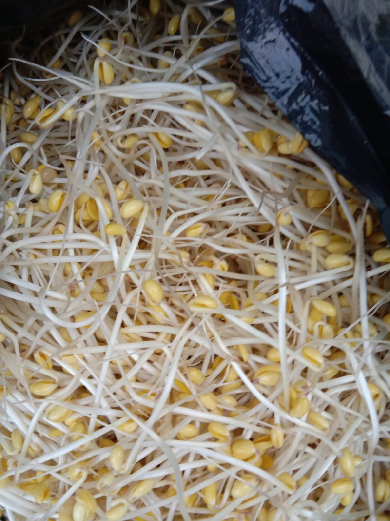 豆芽，常年黄豆芽批发批发豆芽